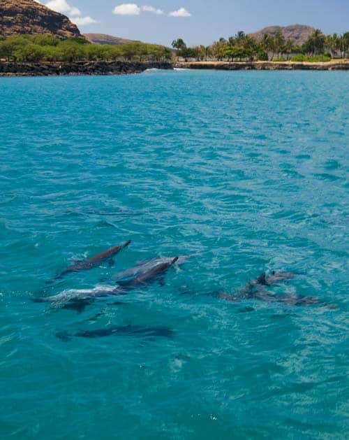 Spinner dolphins